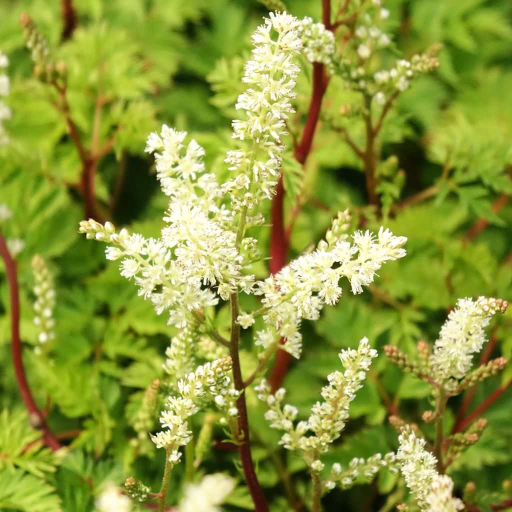 Aruncus dioicus Kneiffii