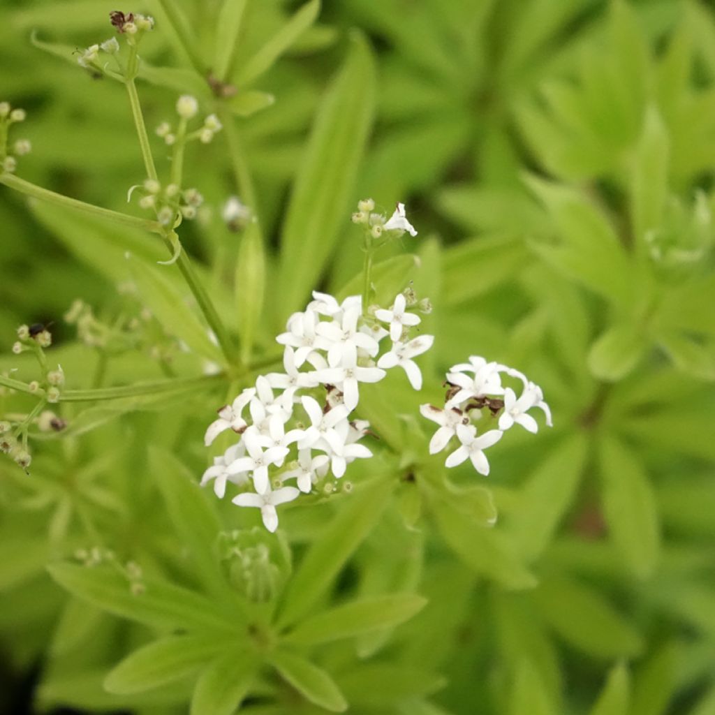 Galium odoratum
