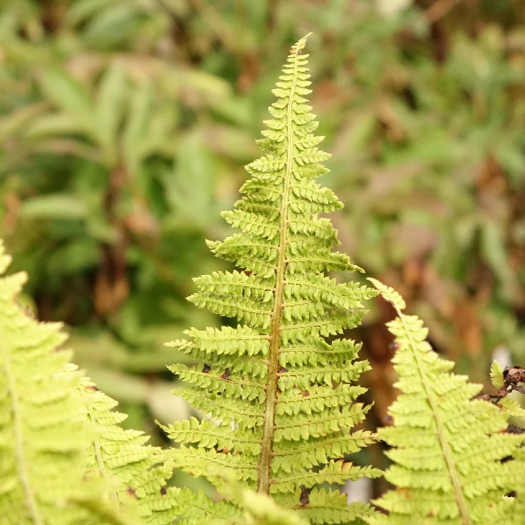 Polystichum setiferum Congestum