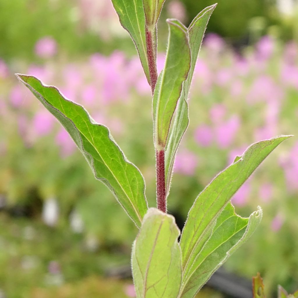 Áster amellus Blue King - Olho de Cristo