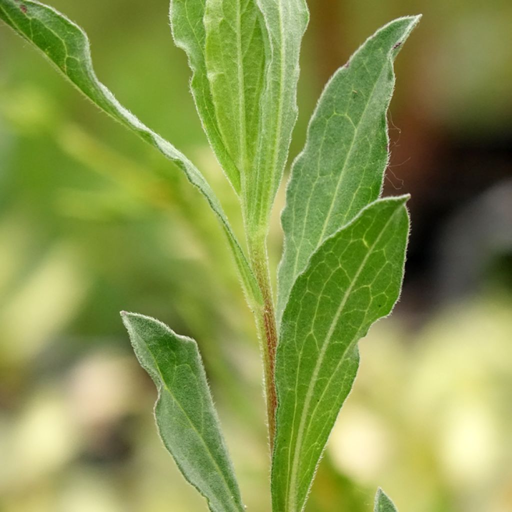 Áster amellus King George - Olho de Cristo