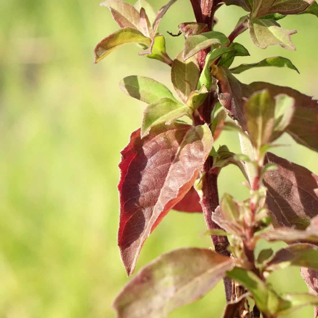 Aster ageratoides Eleven Purple - Áster