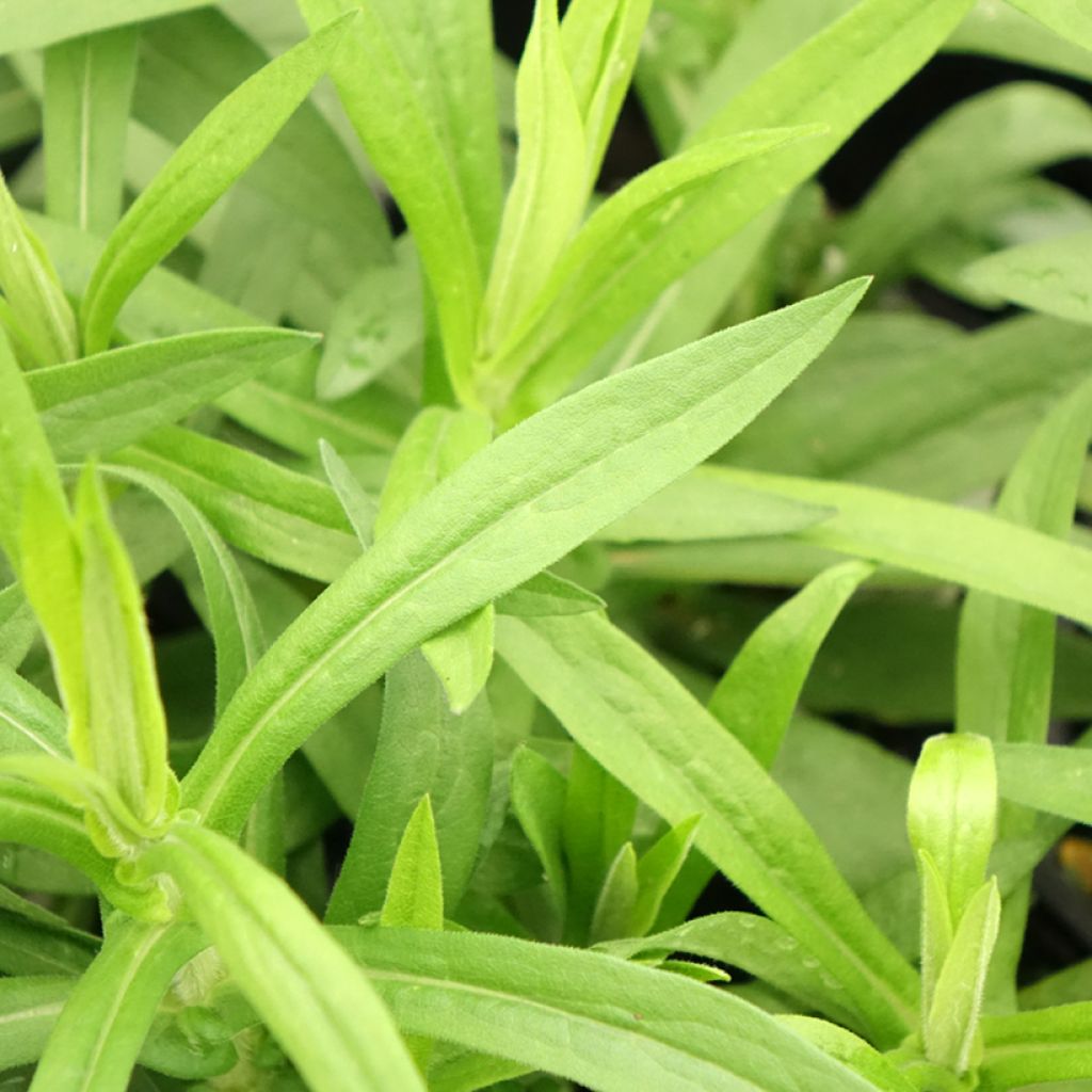 Aster novae-angliae Rosa Sieger - Áster grande de outono