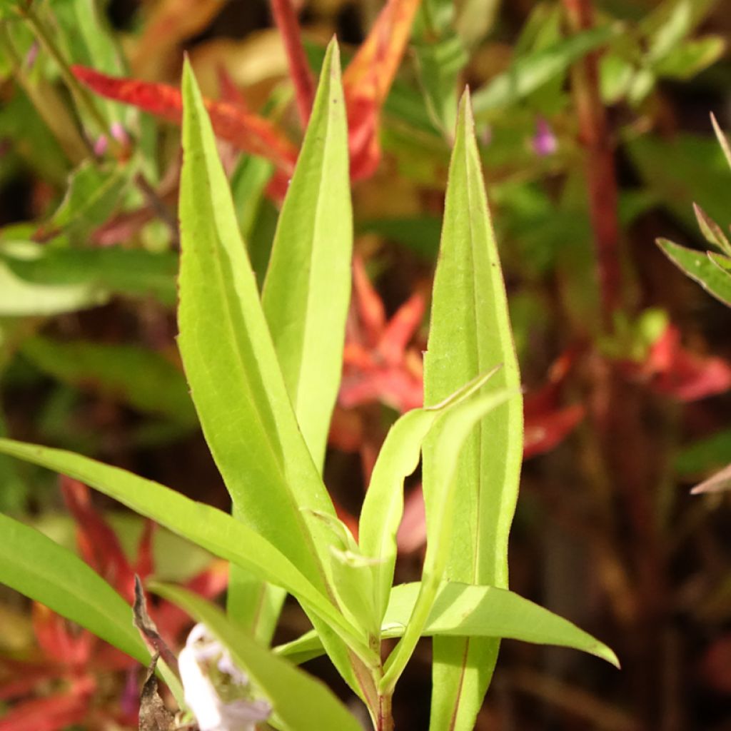 Aster versicolor Altweibersommer - Áster alto de outono