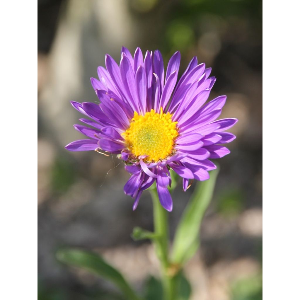 Aster alpinus Dunkle Schöne - Aster des Alpes bleu