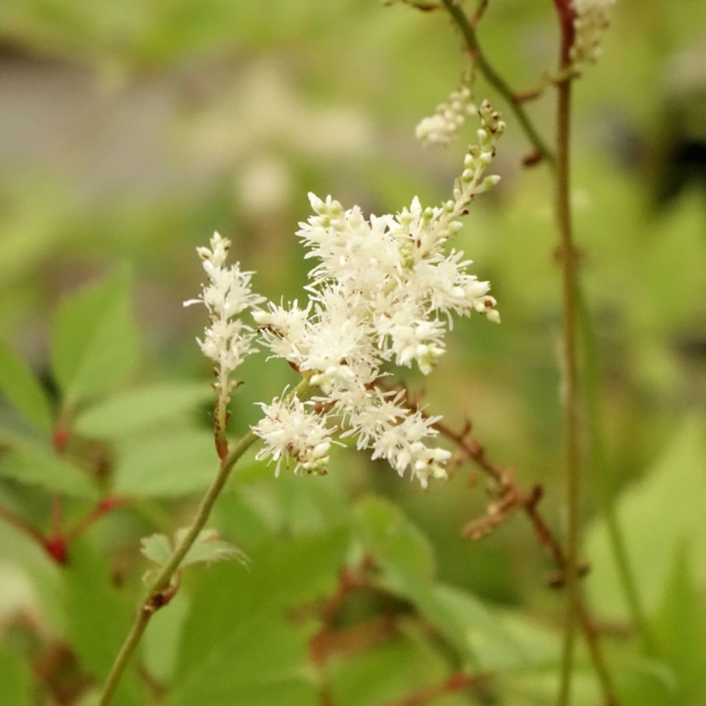 Astilbe arendsii Diamant