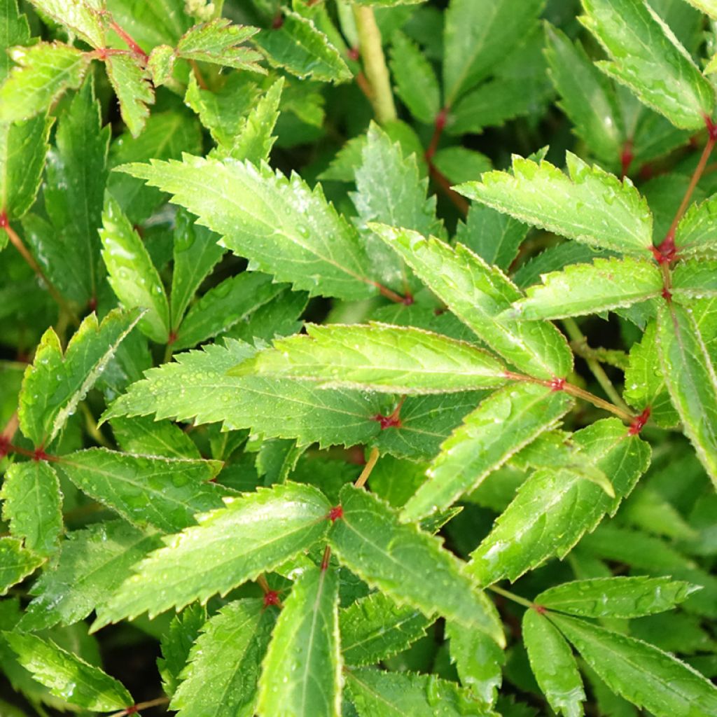 Astilbe Younique Silvery Pink
