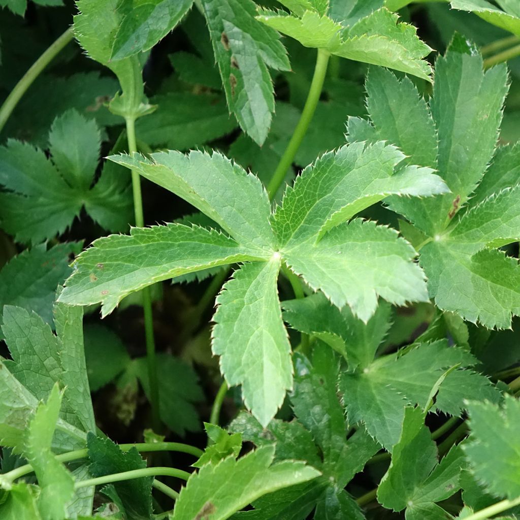 Astrância-maior Florence - Astrantia major