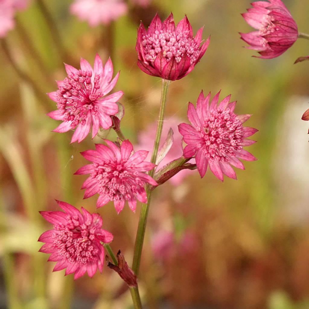 Astrância-maior Cerise Button - Astrantia major