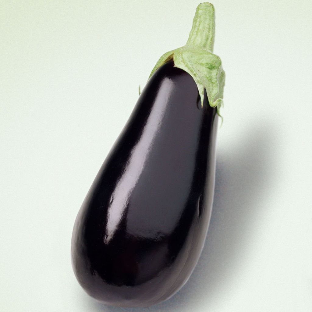 Aubergine Sultane en plants GREFFES en pot