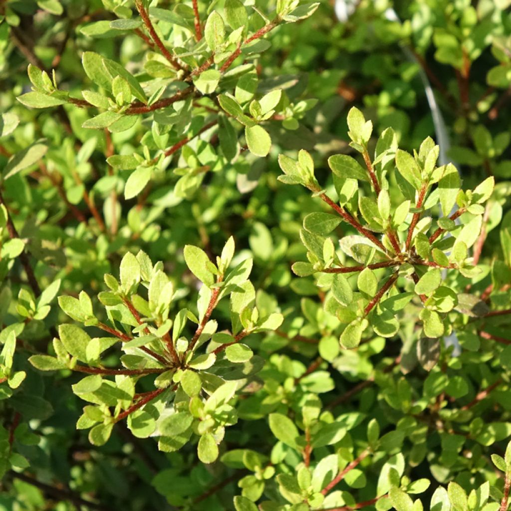 Rhododendron serpyllifolium