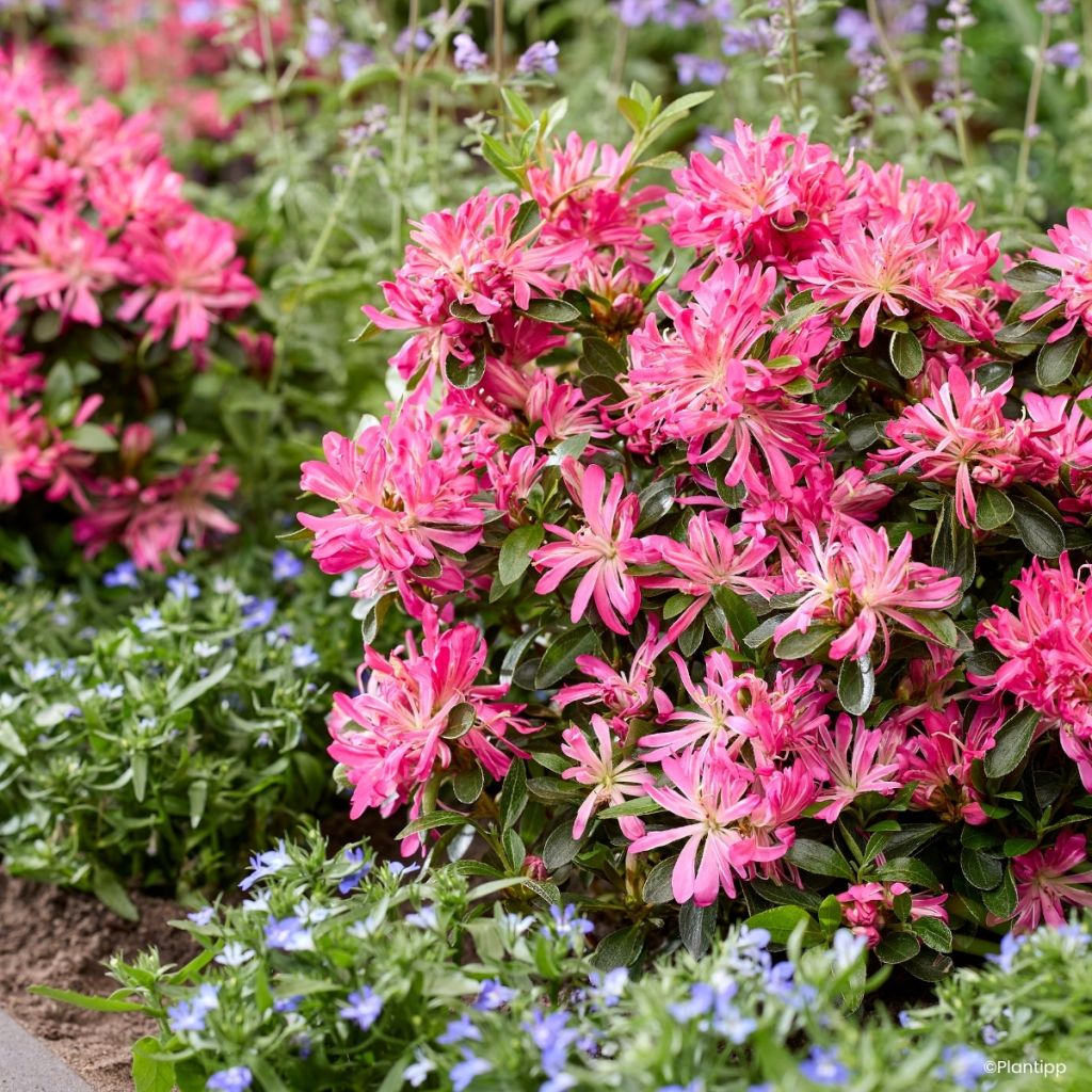 Azalée du Japon Pink Star