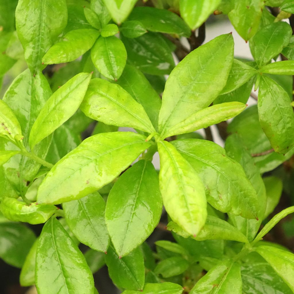 Azálea Mollis Satan