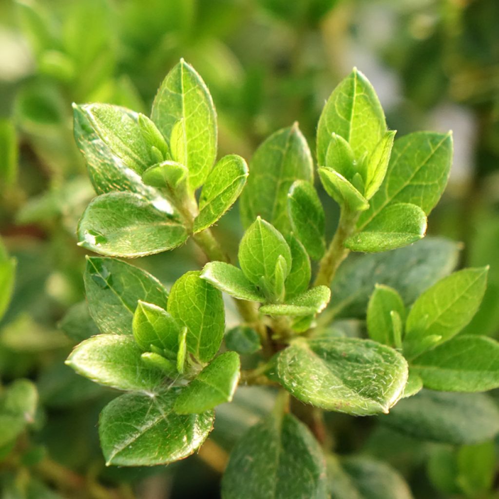 Azálea Japonesa Sachsenstern