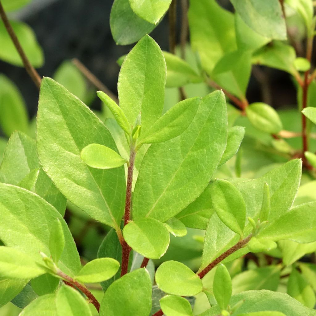 Azálea Japonesa Gilbert Mullie