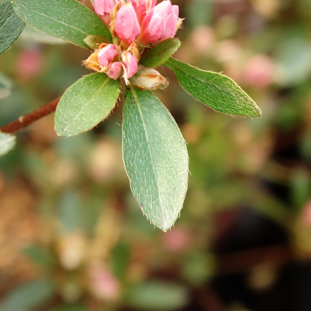 Azálea Japonesa Mme Van Hecke