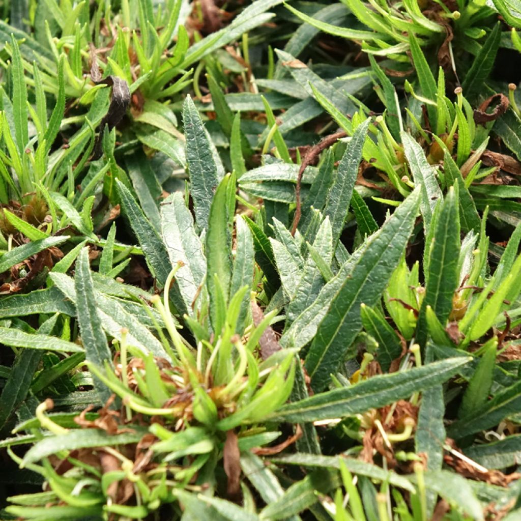 Azálea Japonesa Star Style White