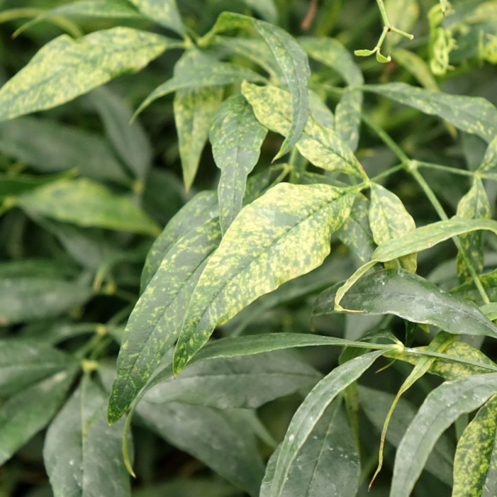 Nandina domestica Brightlight