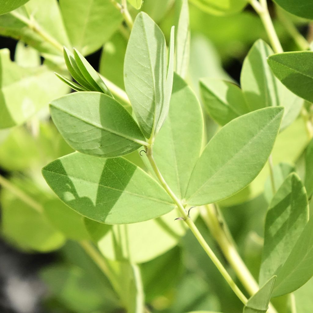 Baptisia Decadence Dark Chocolate