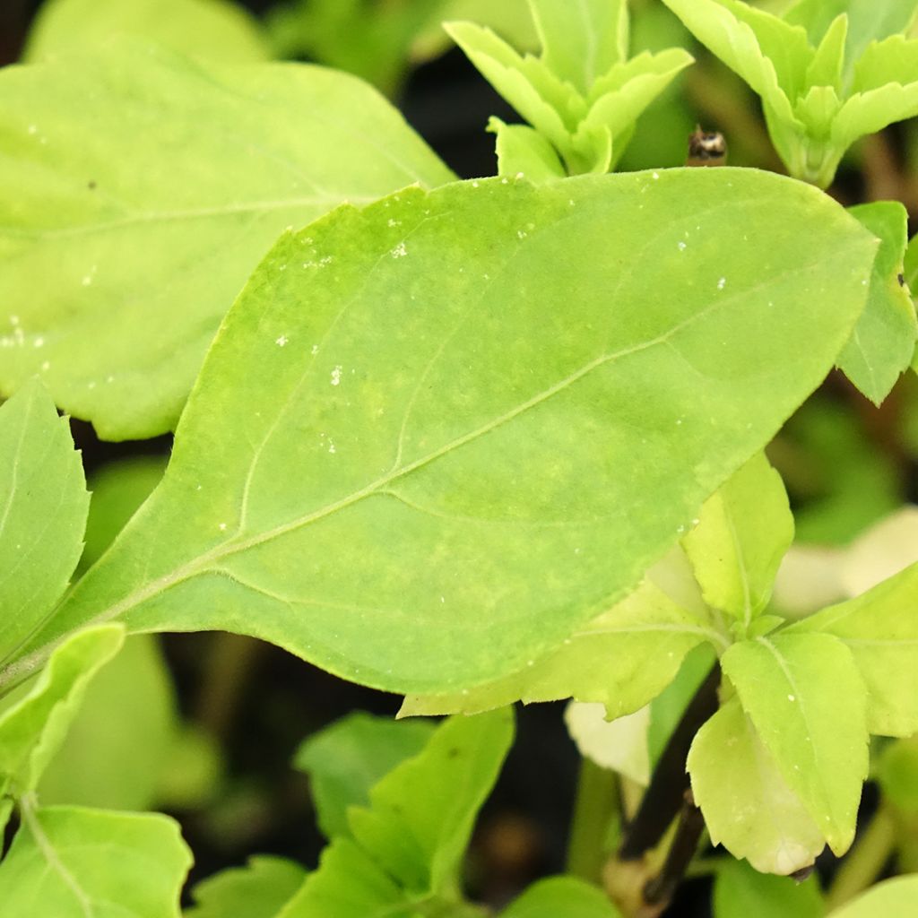 Manjericão perene anisado