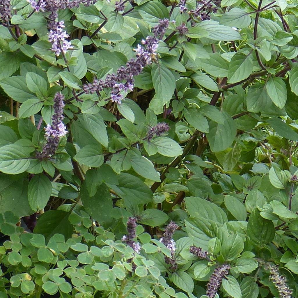 Basilic vivace Magic Mountain en plants