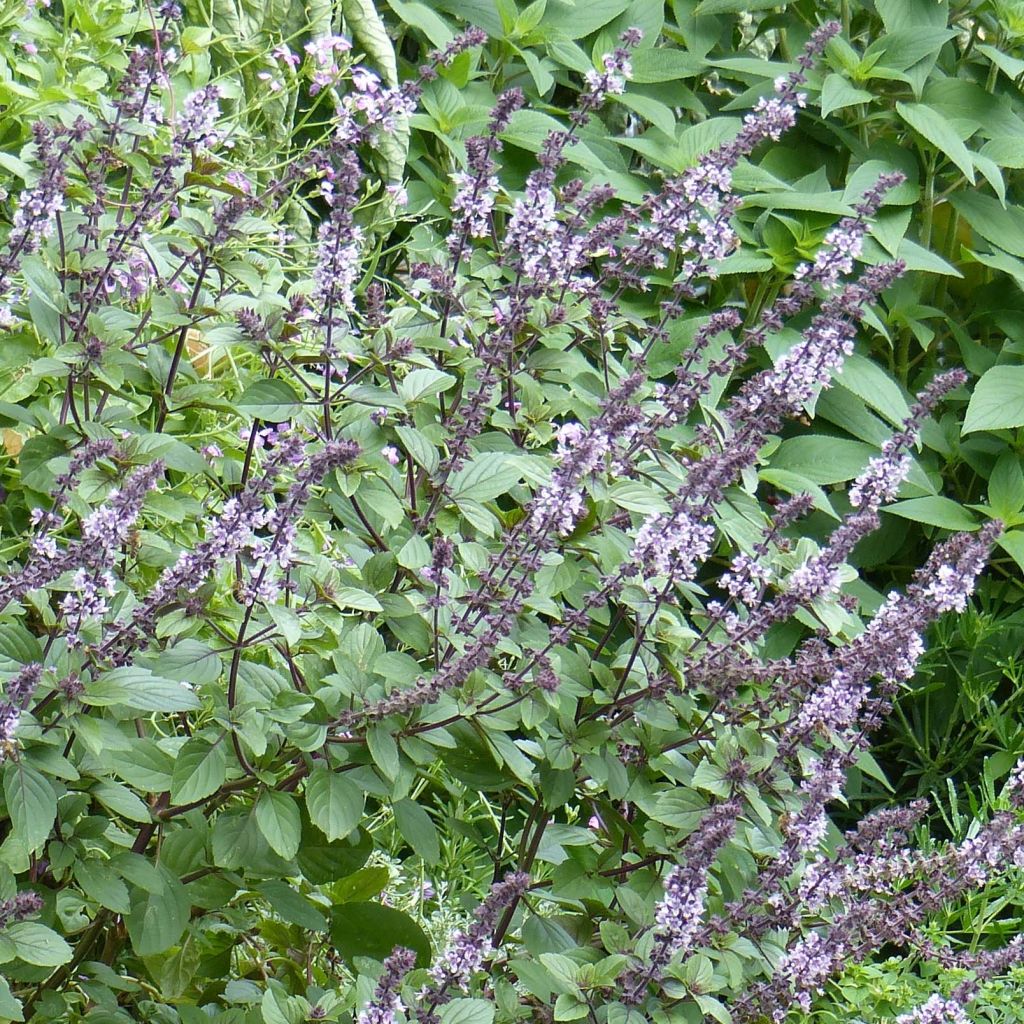 Basilic vivace Magic Mountain en plants