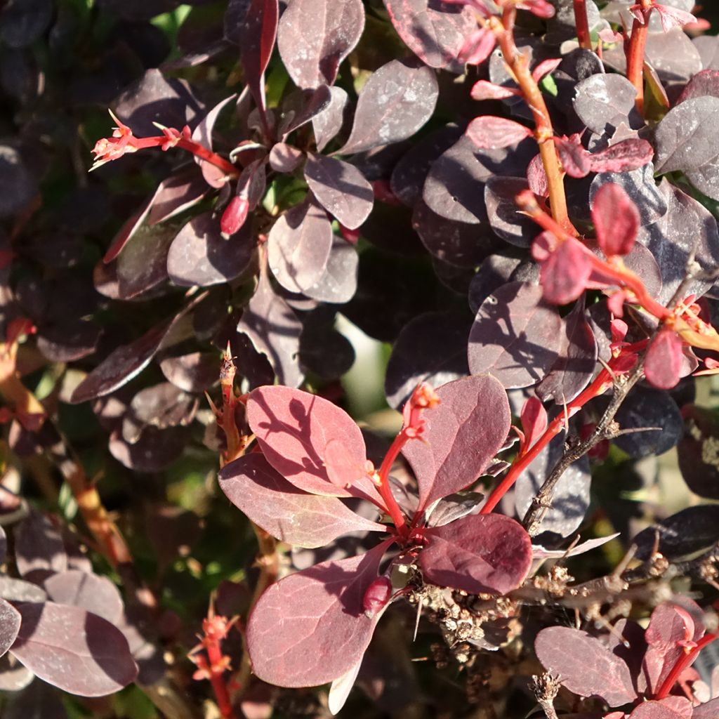 Berberis thunbergii Red Rocket