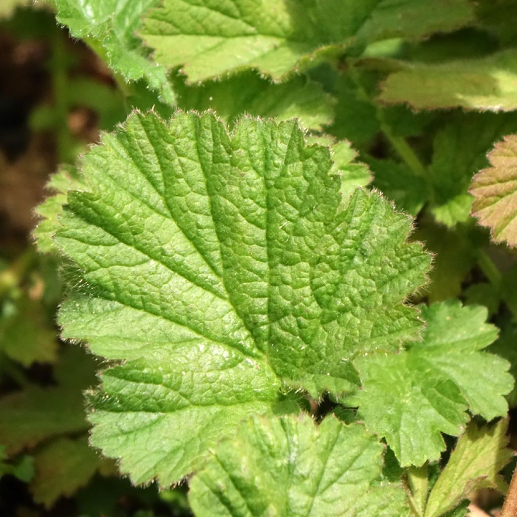Geum chiloense Dolly North