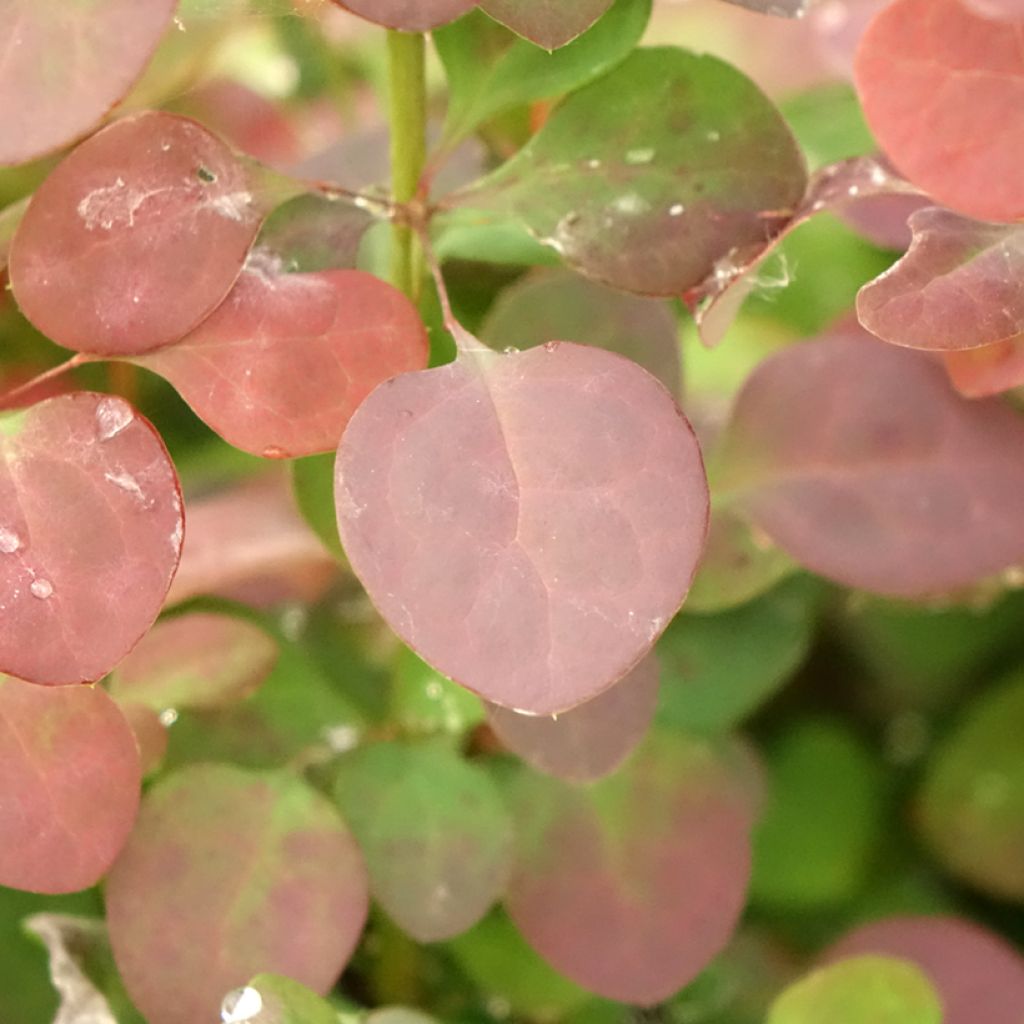 Berberis thunbergii Atropurpurea