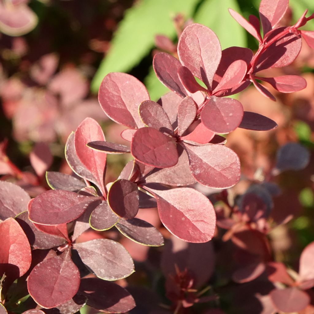 Berberis thunbergii Atropurpurea