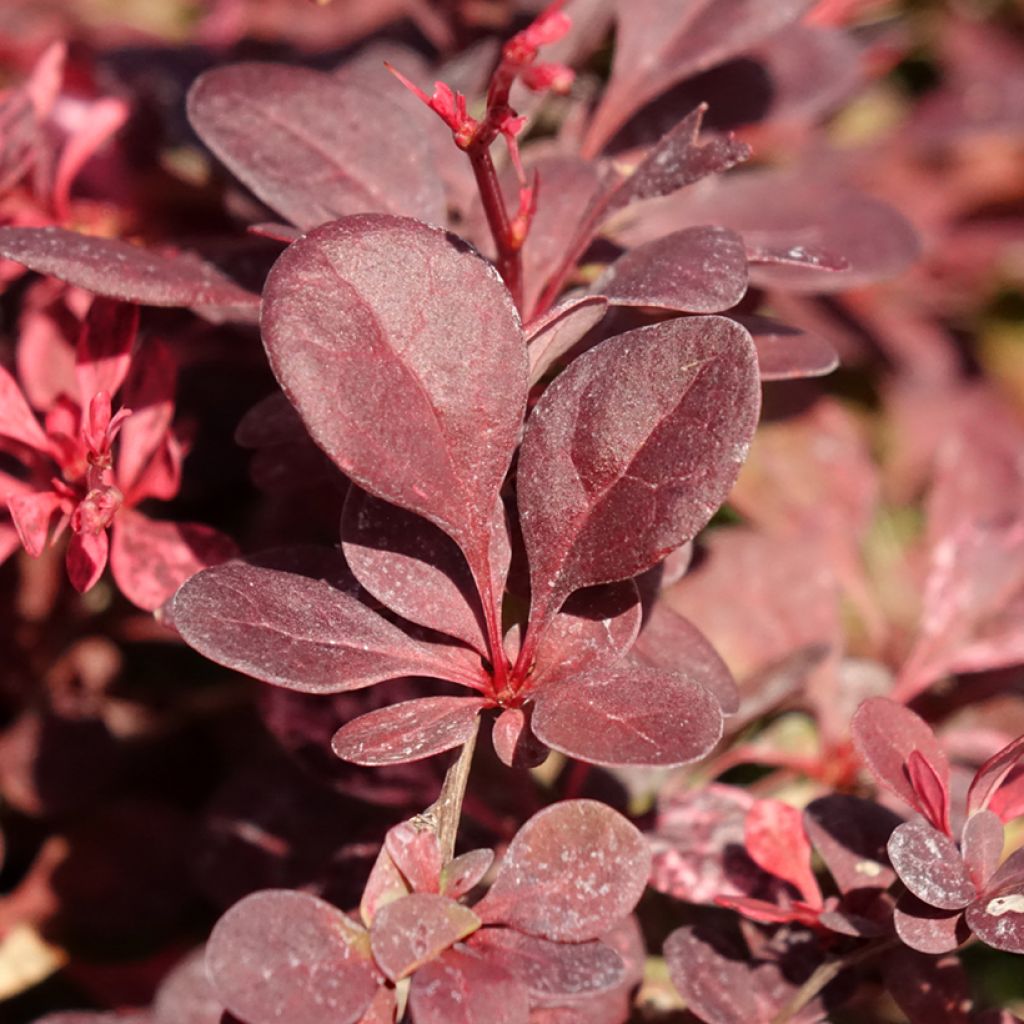 Berberis thunbergii Flamingo