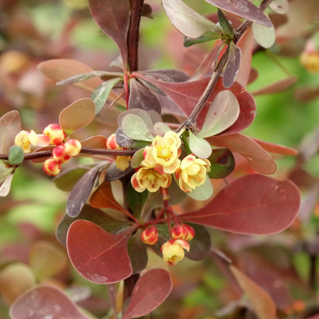 Berberis thunbergii Rosy Glow