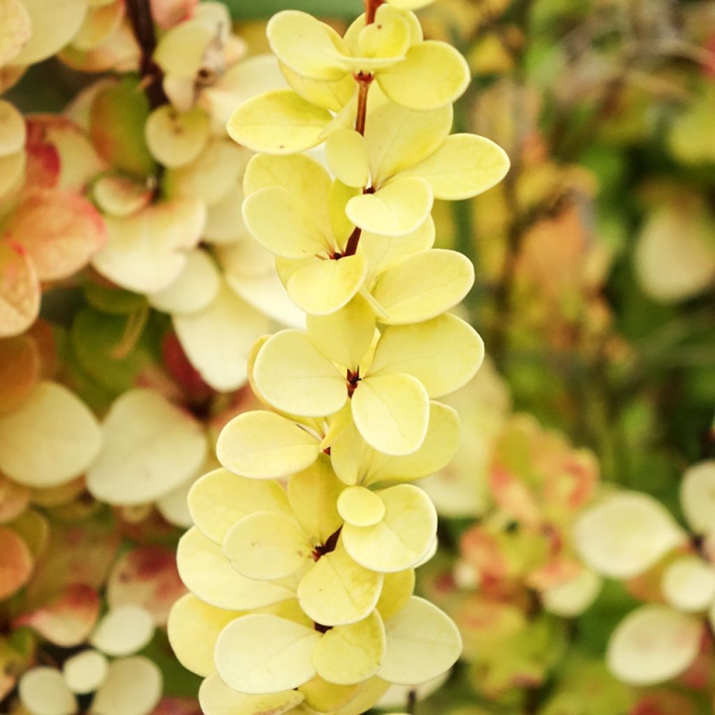 Berberis thunbergii Yellow Tower
