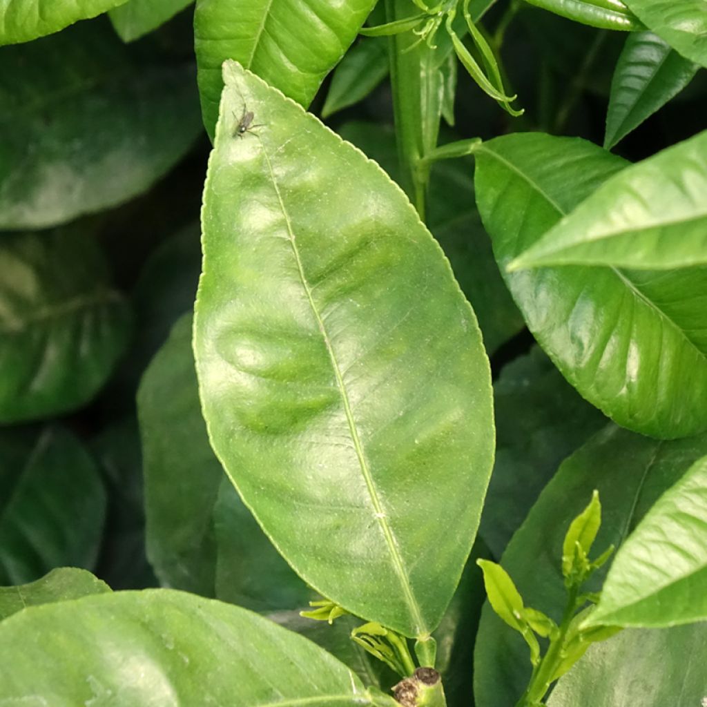 Bergamot - Citrus bergamia