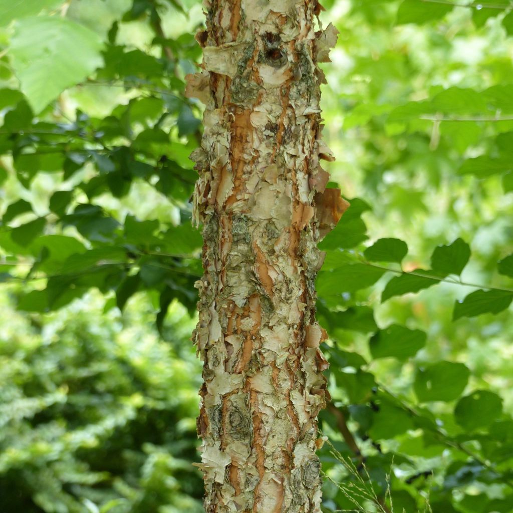 Bouleau noir - Betula nigra Heritage