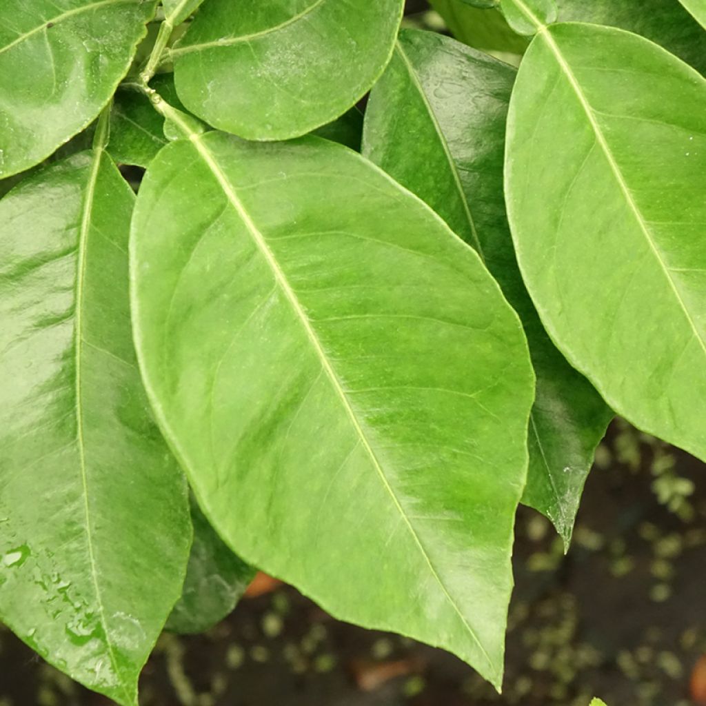 Laranjeira-amarga Bizzarria - Citrus medica x aurantium