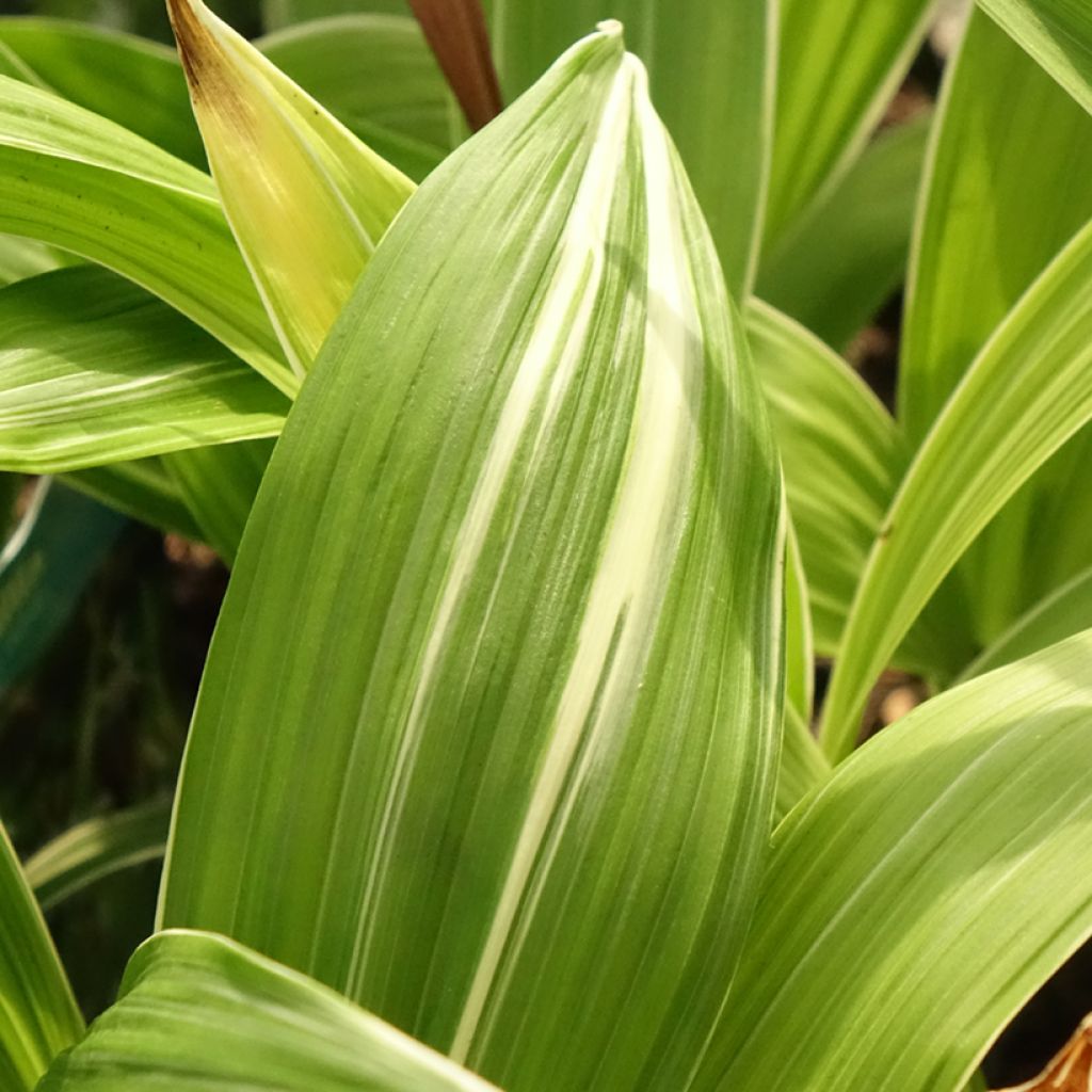 Bletilla striata Alba