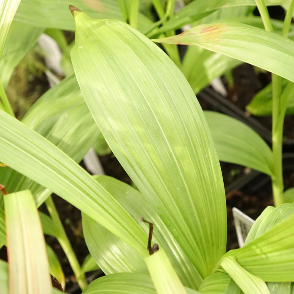 Bletilla striata Alba