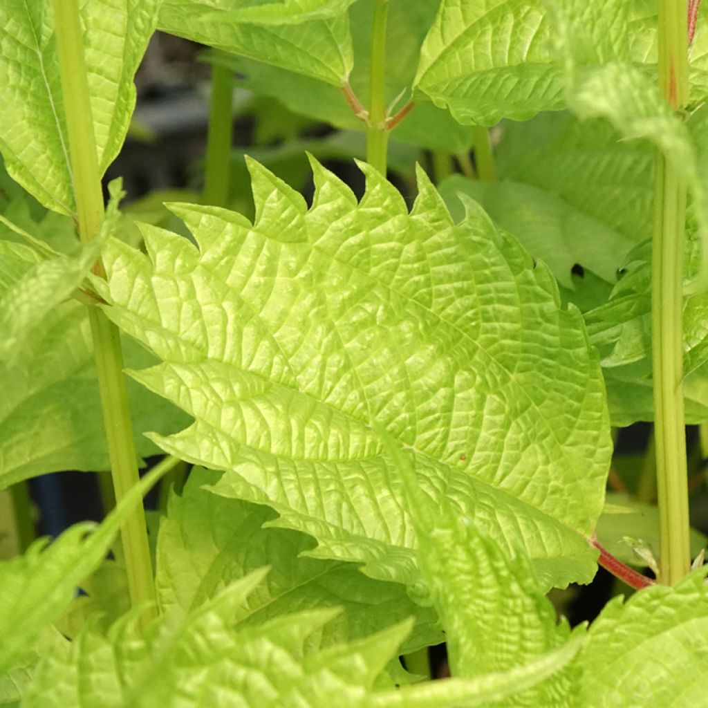 Boehmeria sieboldiana