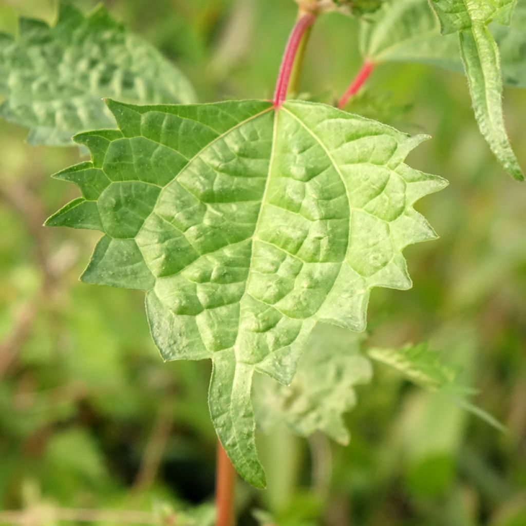 Boehmeria spicata