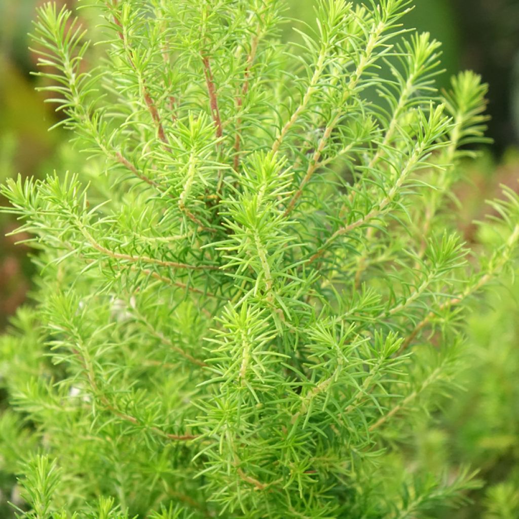 Urze-branca Pink Joy - Erica arborea