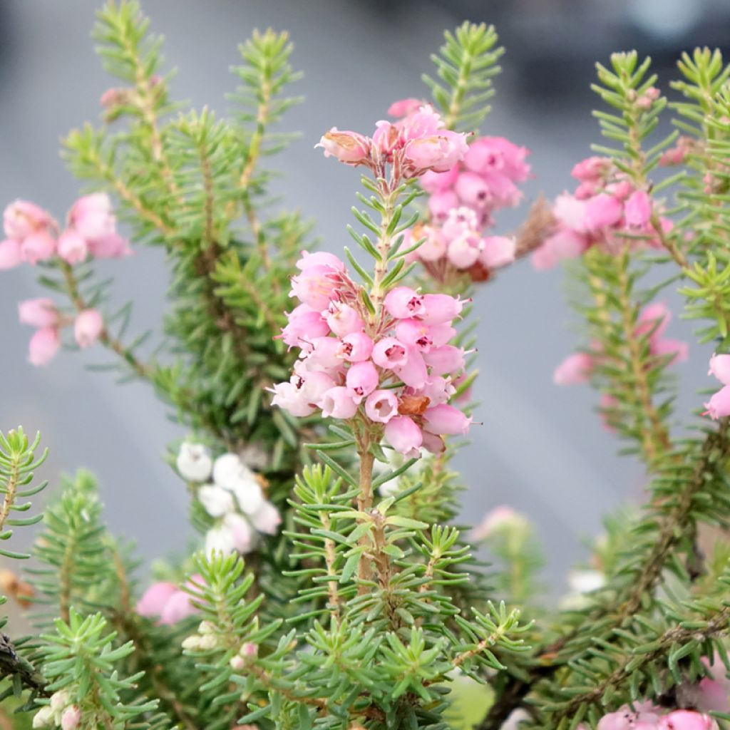 Erica williamsii Ken Wilson