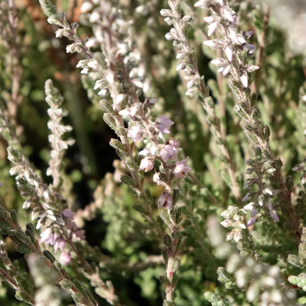 Calluna vulgaris Silver Knight