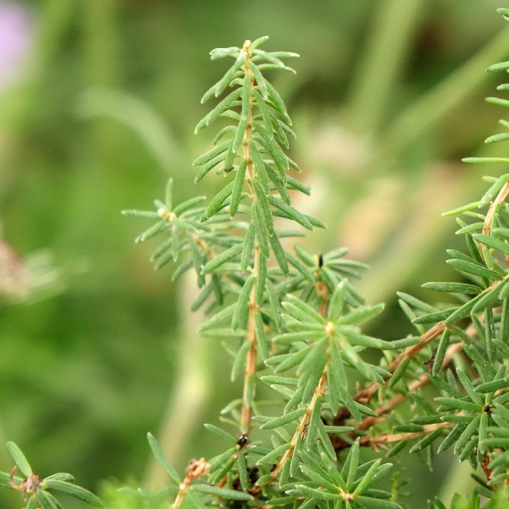Erica vagans Pyrenees Pink