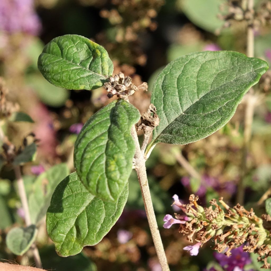 Budleia Blue Chip Jr