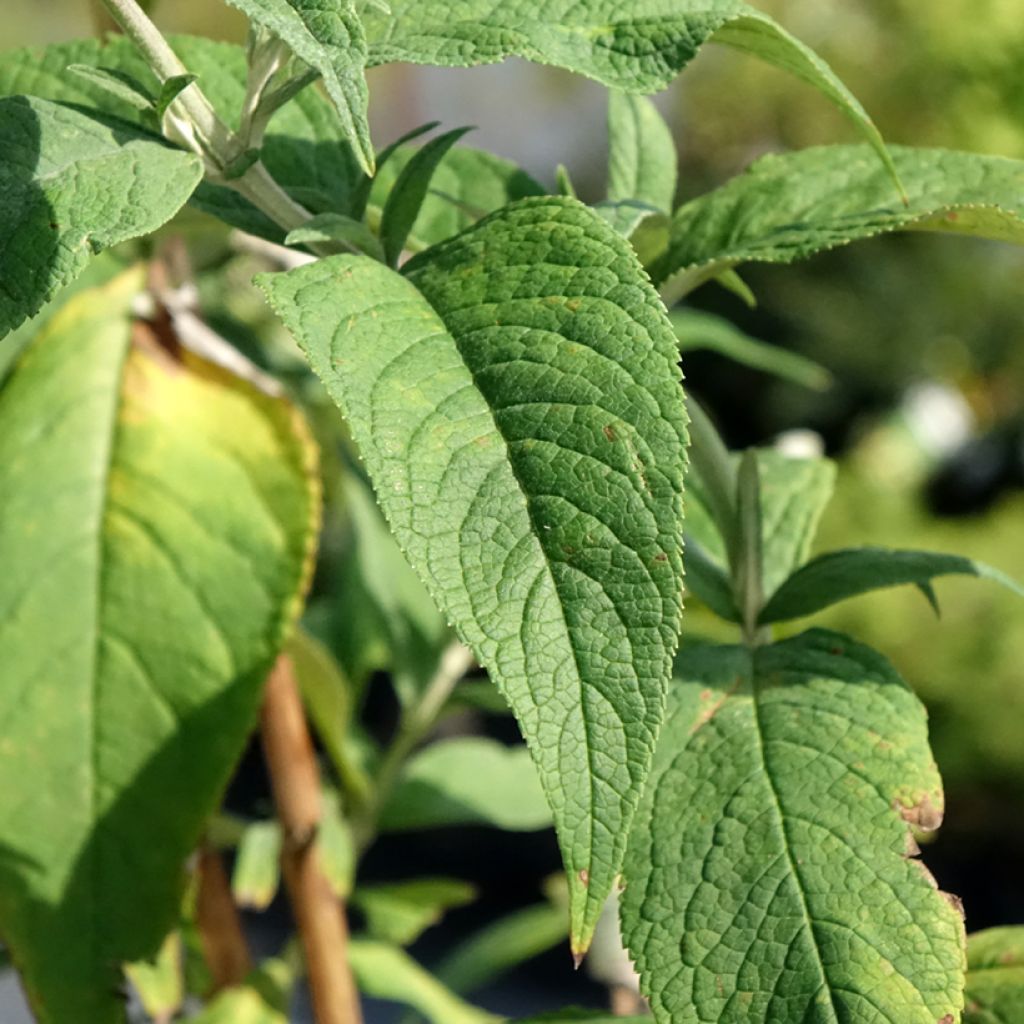 Budleia davidii Rêve de Papillon Pink