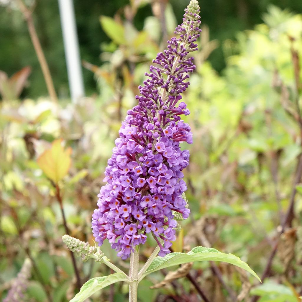 Vlinderstruik Empire Blauw - Buddleja davidii