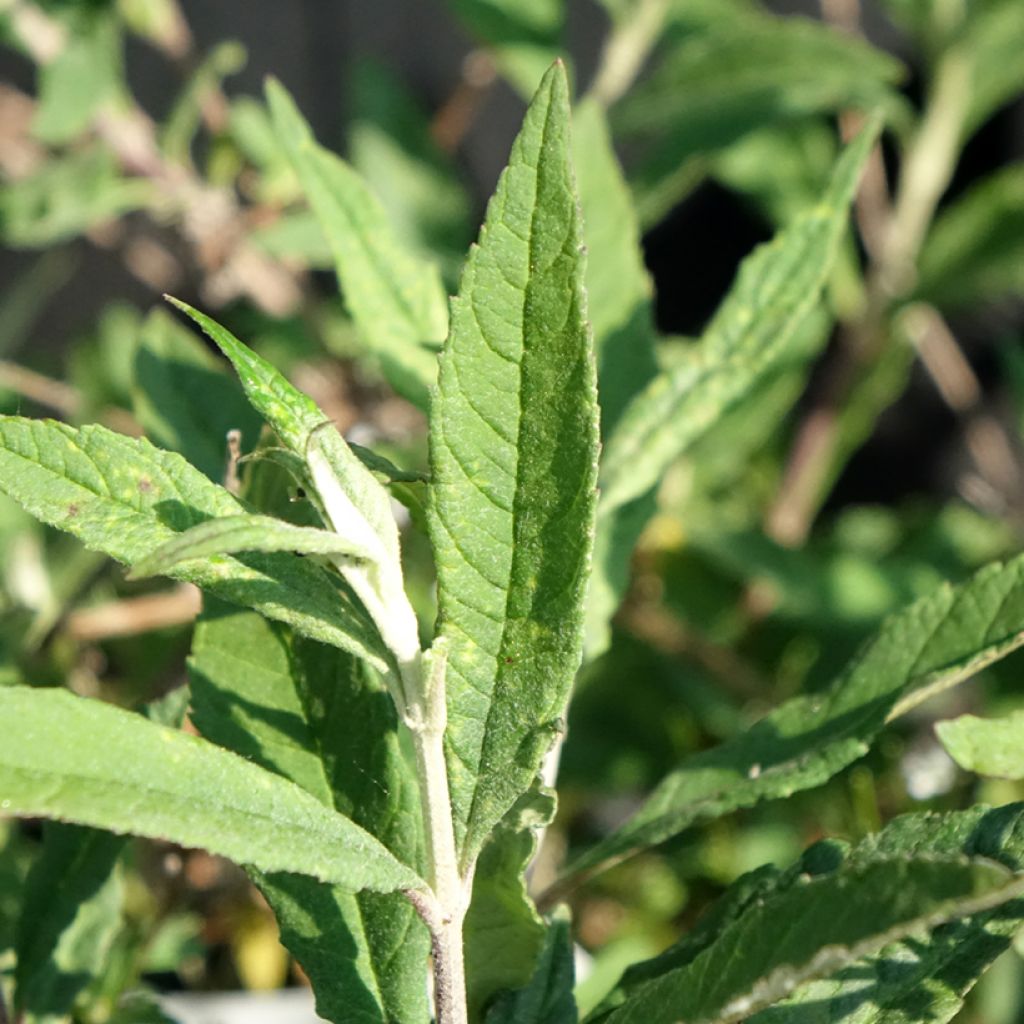 Budleia davidii Free Petite Lavender Flow