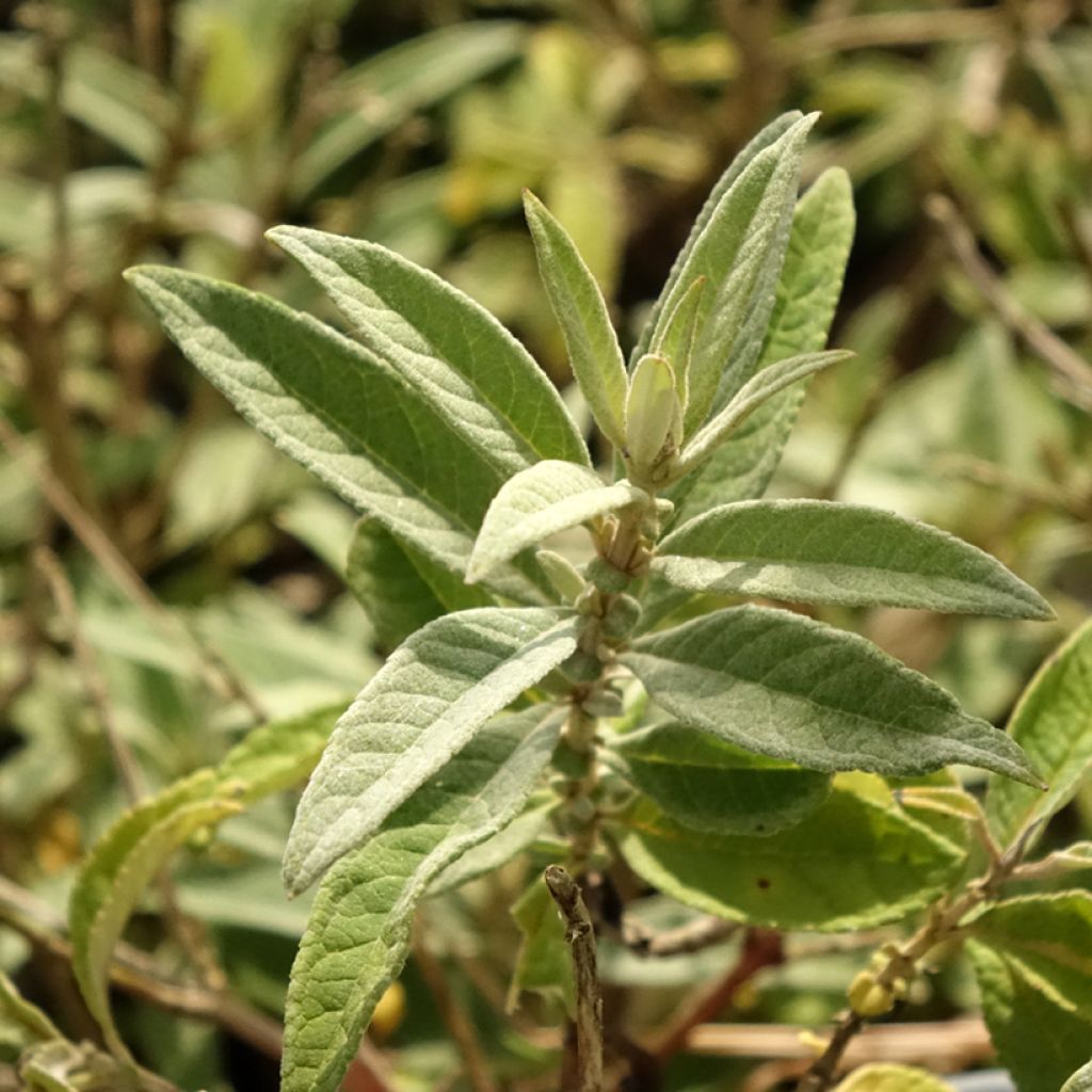 Budleia davidii Butterfly Candy Lila Sweetheart nain