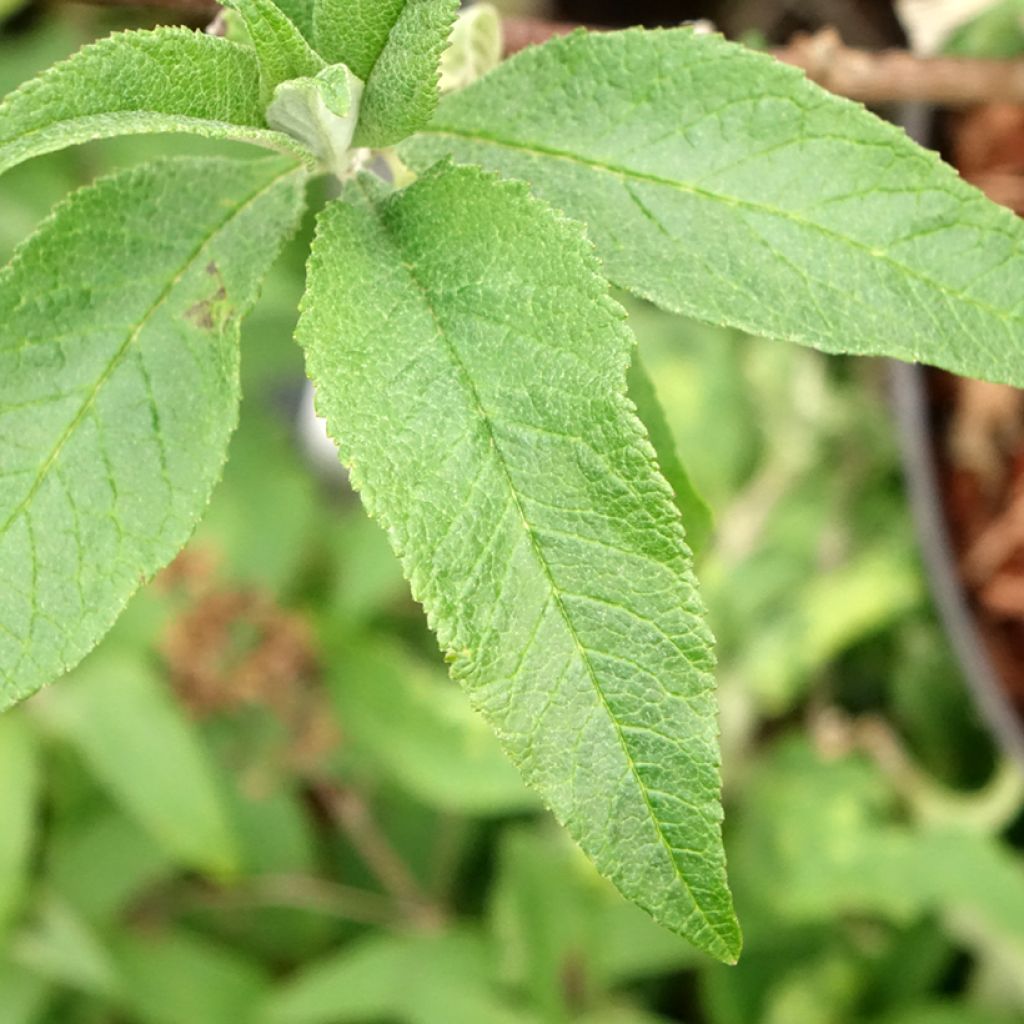 Budleia davidii Sugar Plum